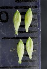  Spikelets